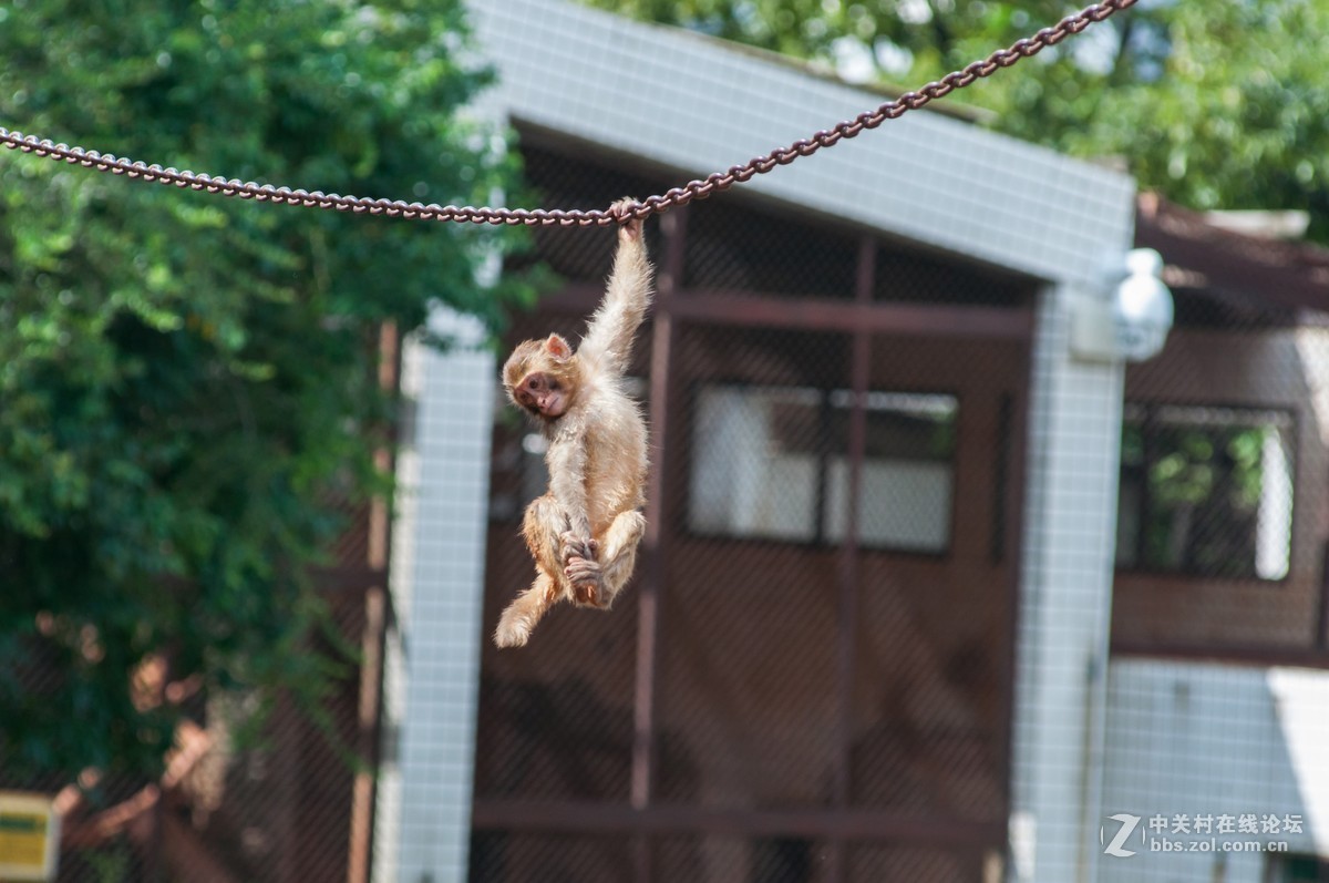 小钢炮动物园拍猴儿