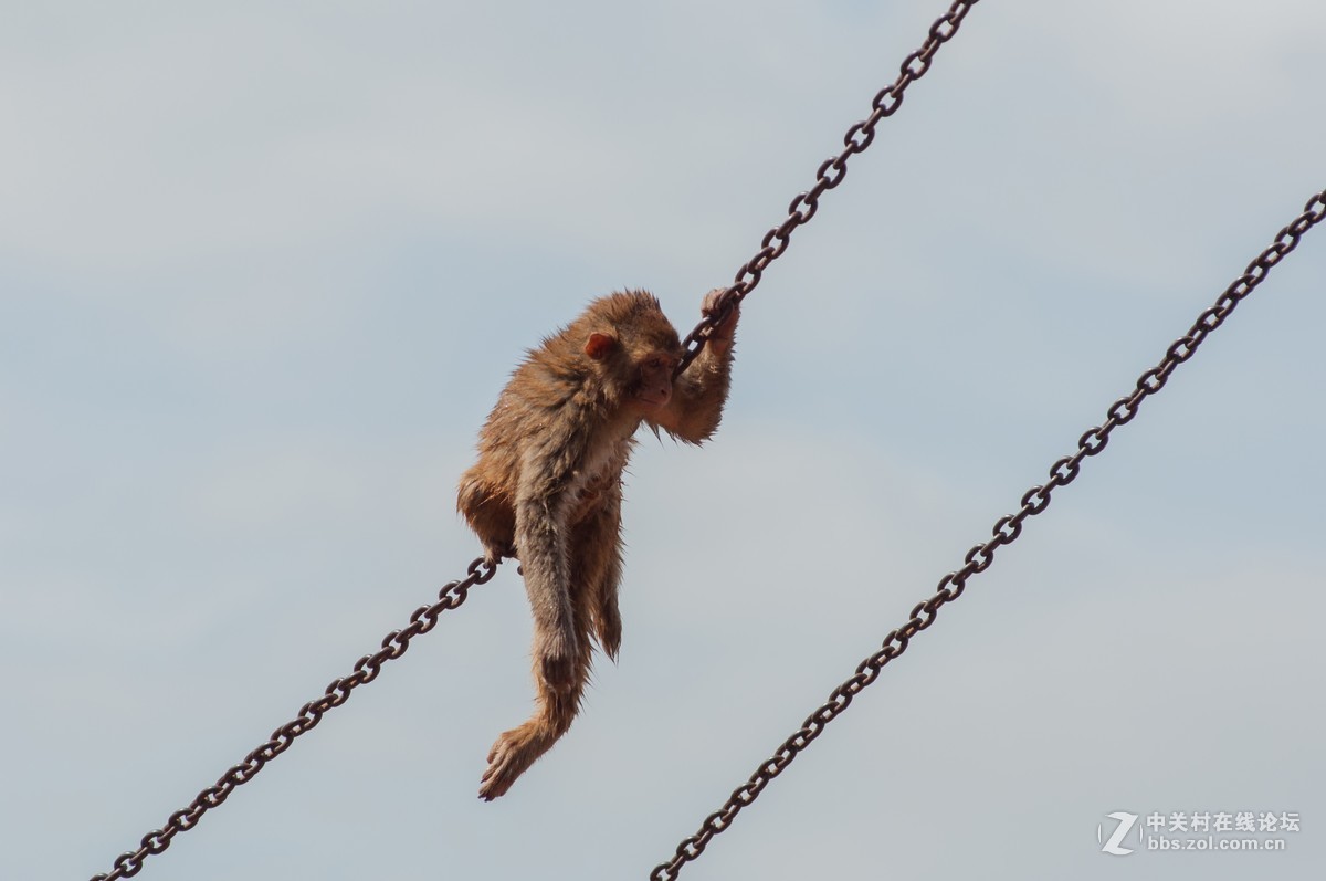 小钢炮动物园拍猴儿