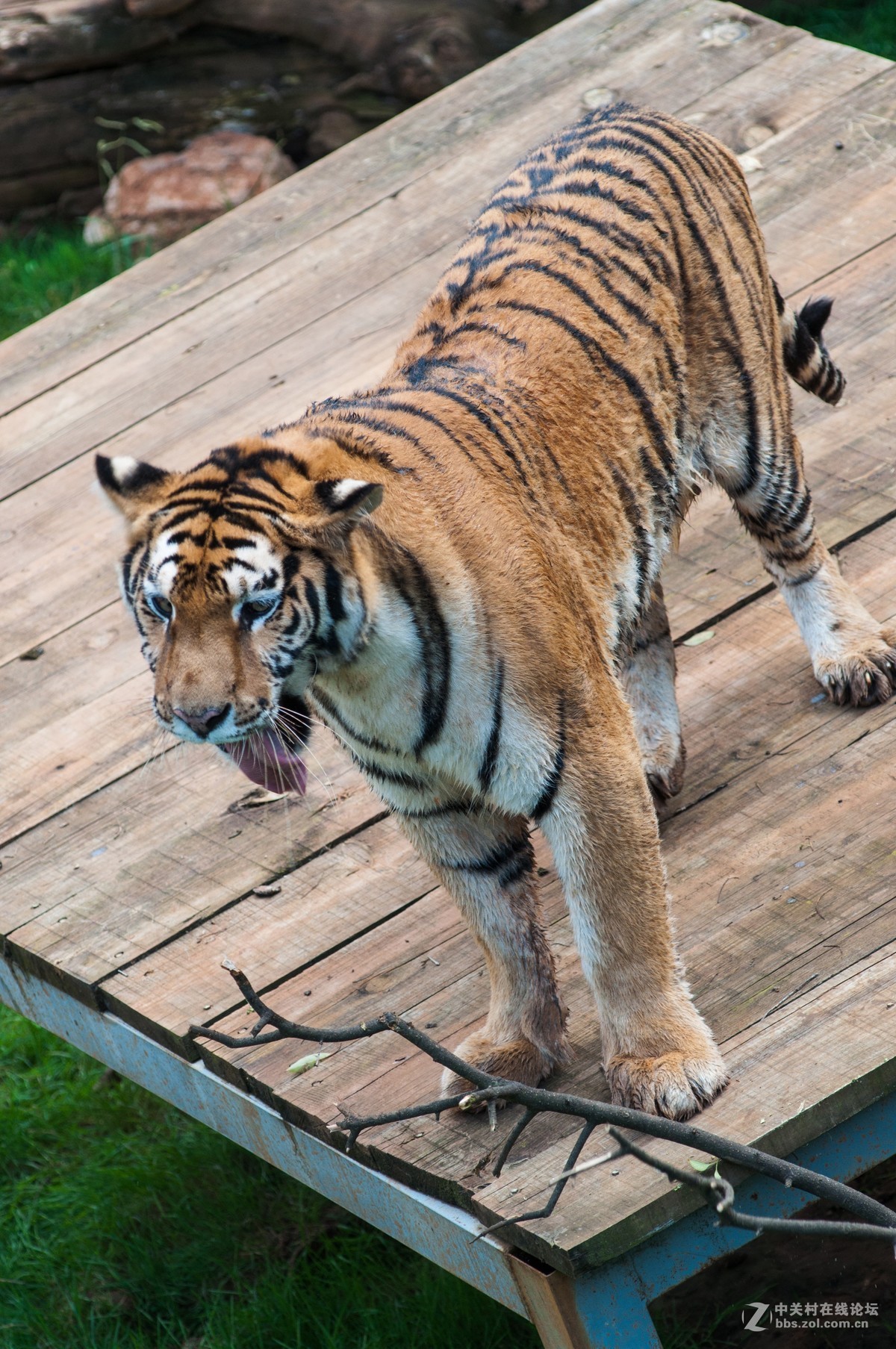 小钢炮动物园拍猴儿