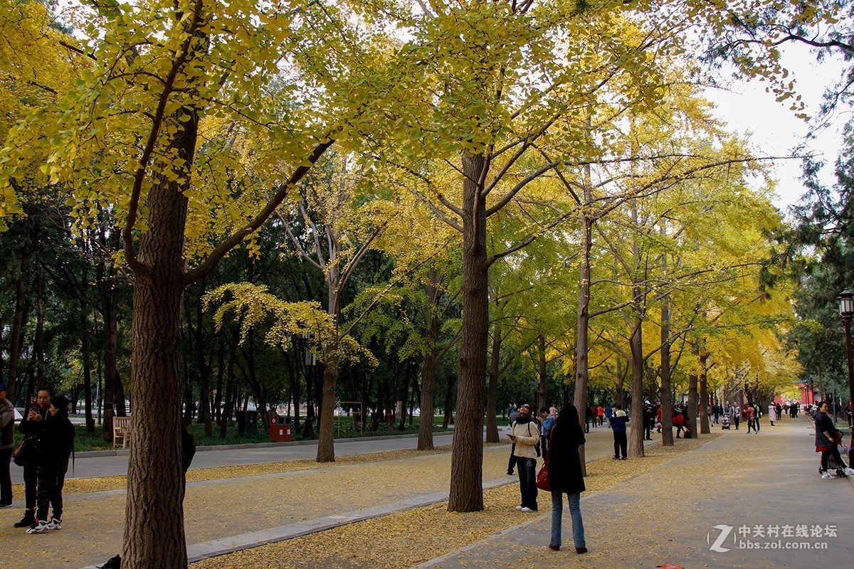 佳能月賽一葉知秋地壇公園的銀杏大道