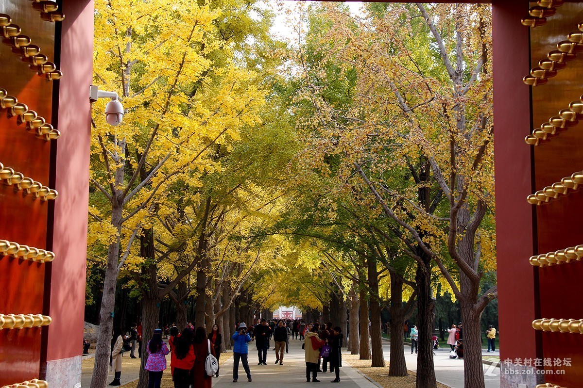 #佳能月赛-一叶知秋# 地坛公园的银杏大道