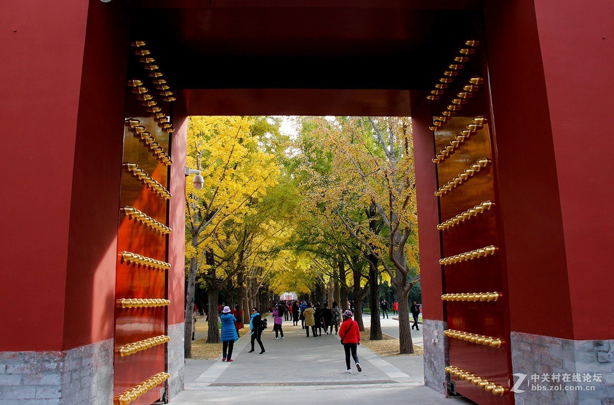 #佳能月赛-一叶知秋# 地坛公园的银杏大道