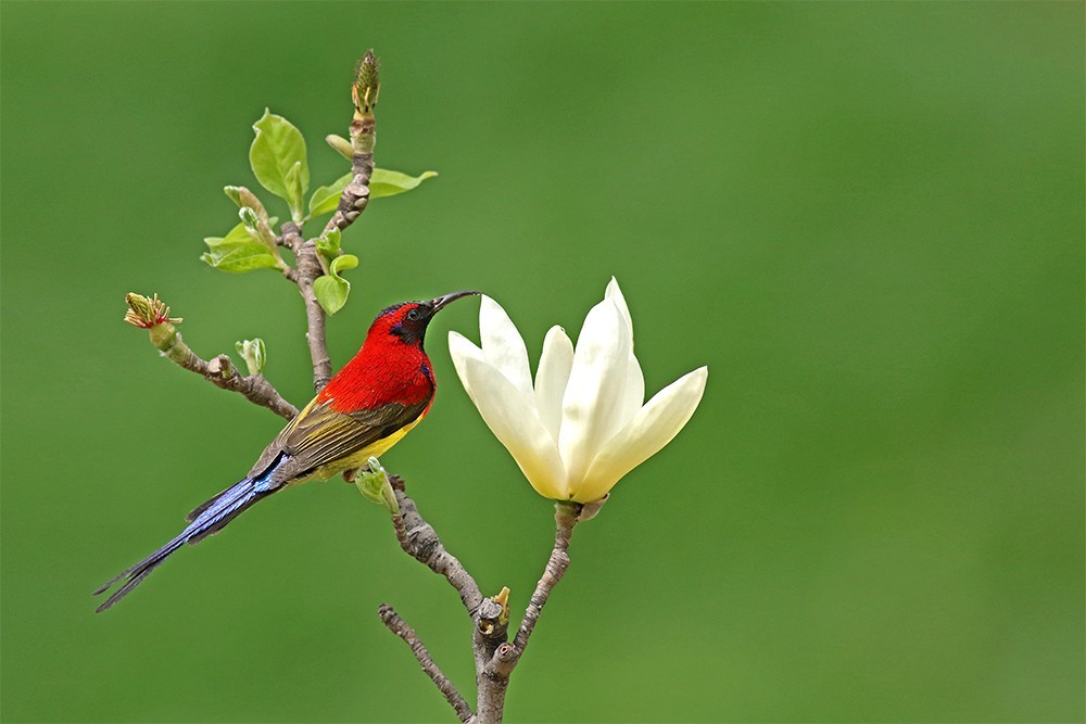 太陽鳥和玉蘭花