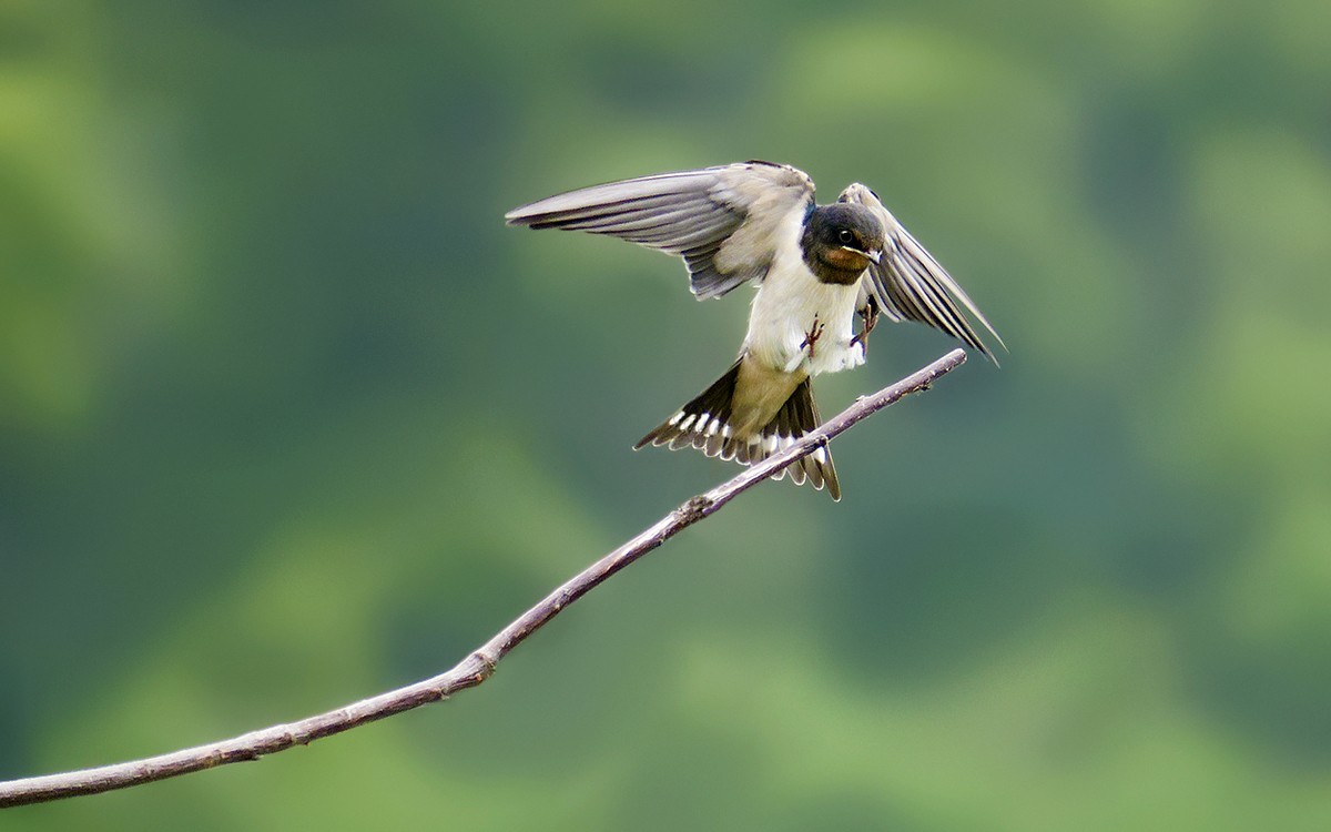 2018年打鸟31飞向枝头的燕子