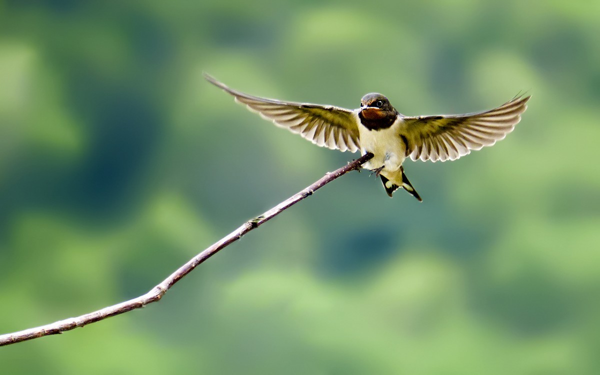 2018年打鸟31飞向枝头的燕子