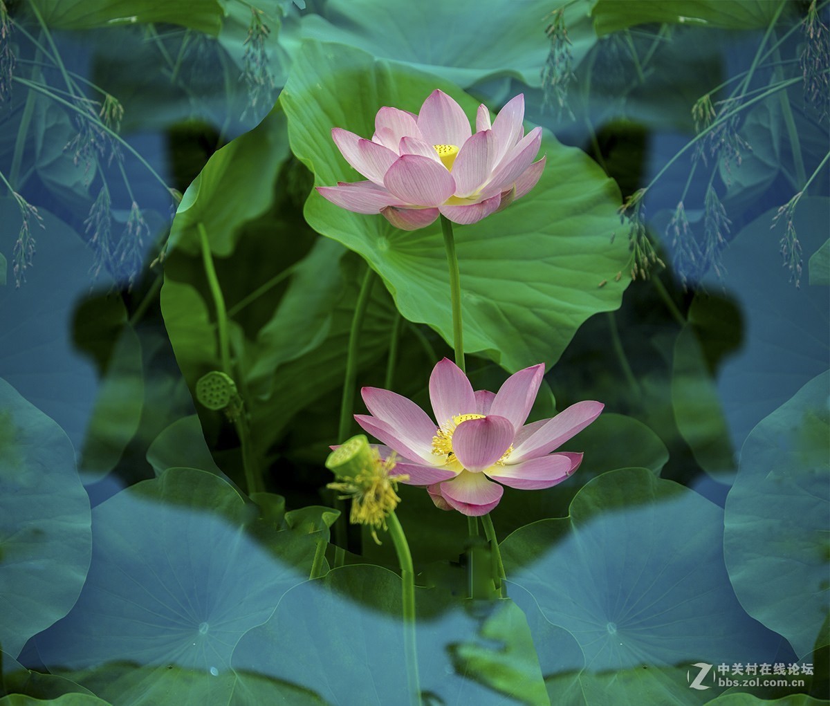 荷花披上蓝斗篷