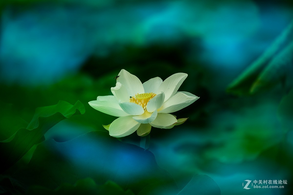 荷花披上蓝斗篷