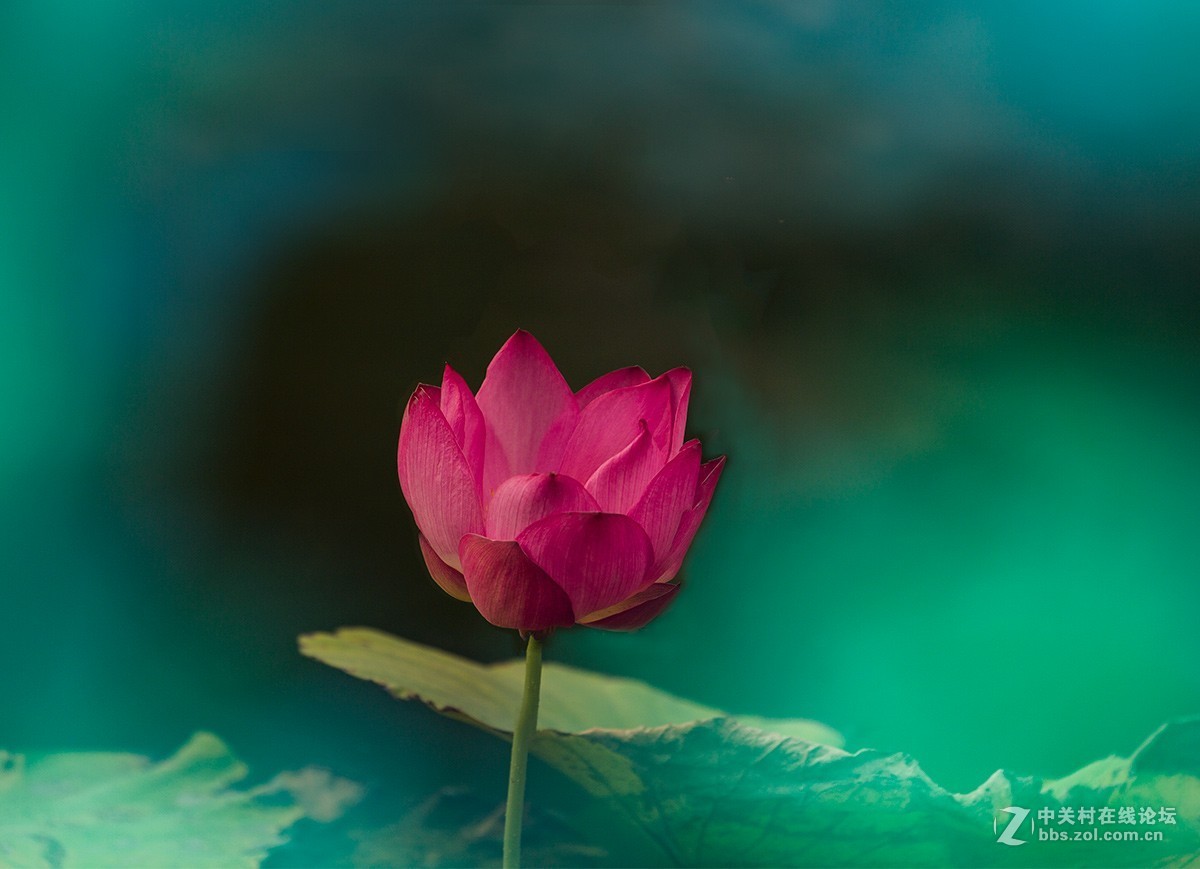 荷花披上蓝斗篷