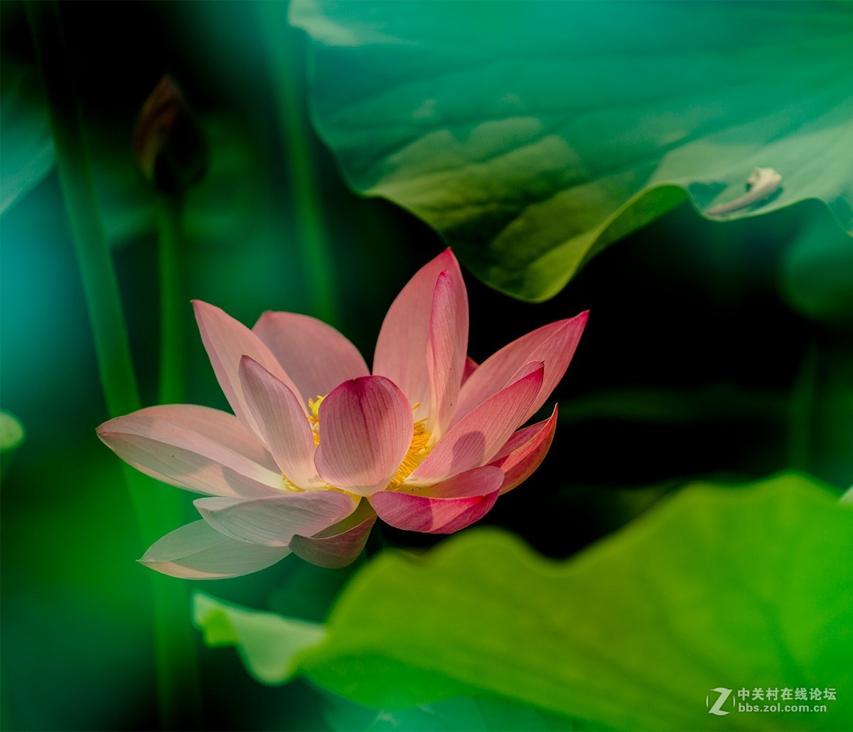 荷花披上蓝斗篷