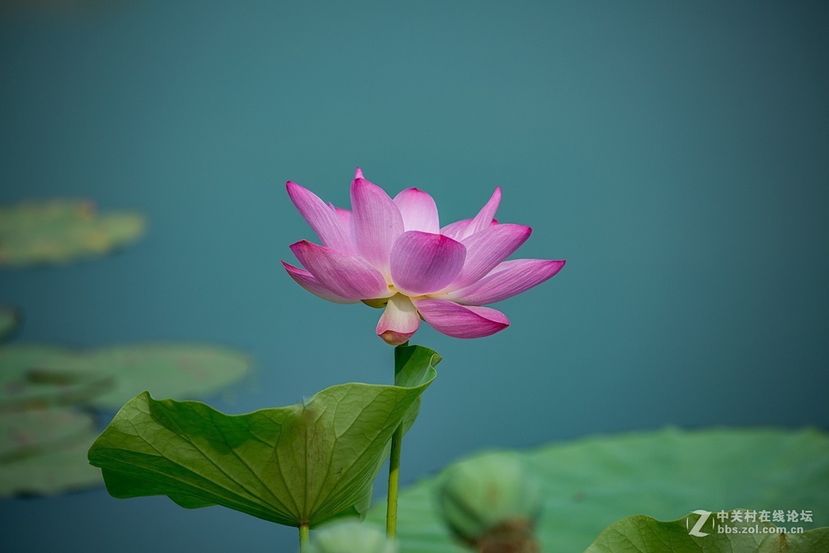 荷花披上蓝斗篷