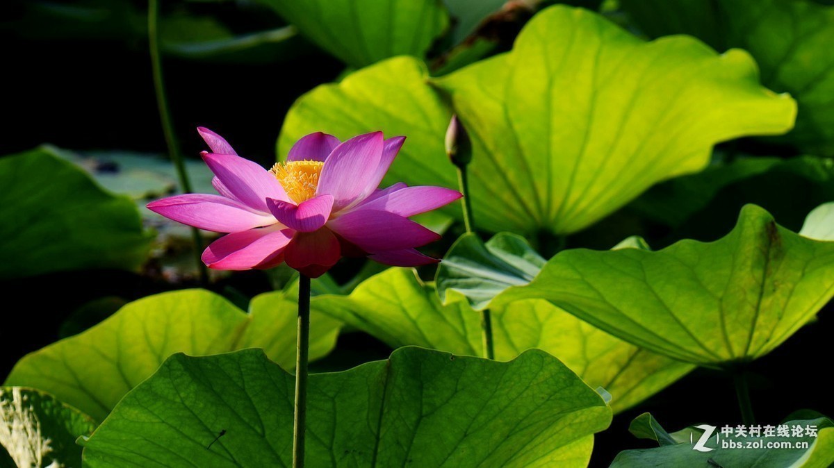 #版主坐堂#小五星空(中国)2018年七月精品荟萃