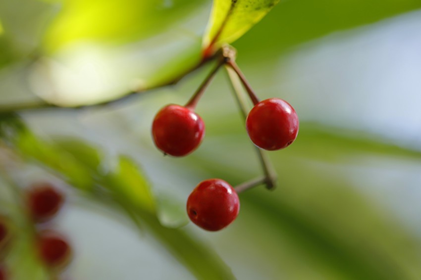 行走乡村:馋人的红果果