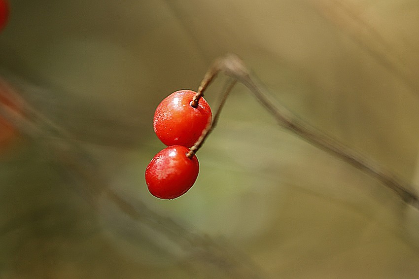 行走乡村:馋人的红果果