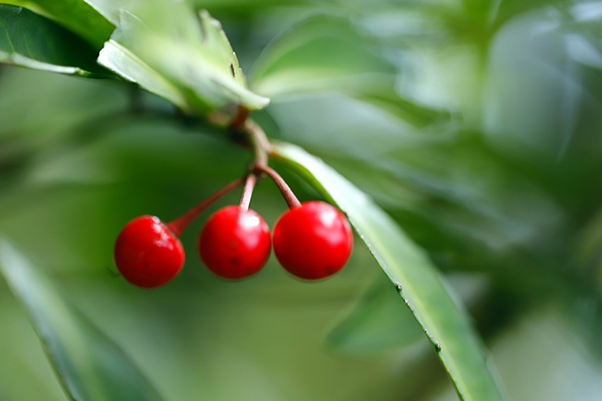 行走乡村:馋人的红果果