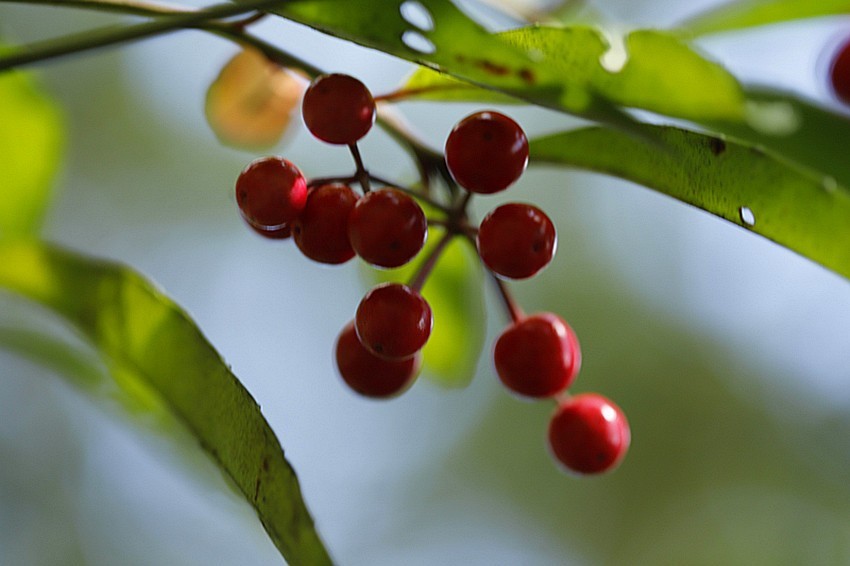 行走乡村:馋人的红果果