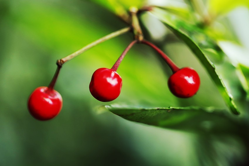 行走乡村:馋人的红果果