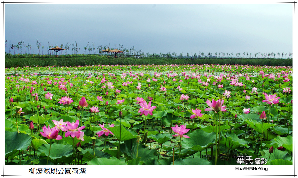 美色辽宁柳壕湿地公园荷塘辽阳县柳壕镇