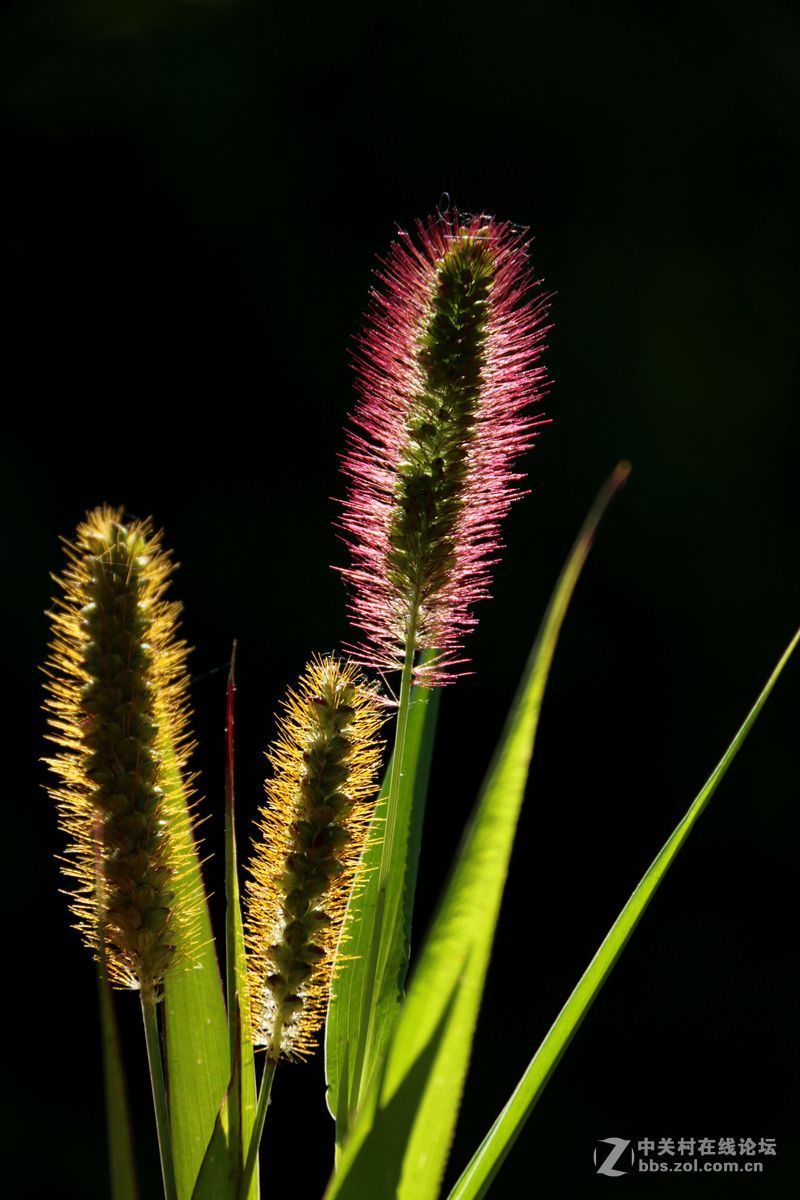 狗尾草