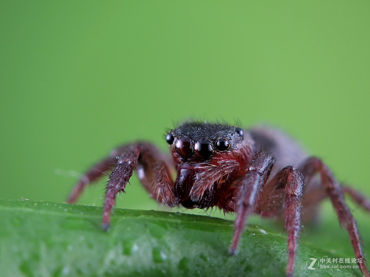 #版主坐堂#微距星空(中国)2015年10月优秀作品选编