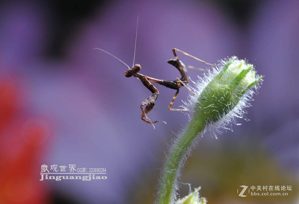 #版主坐堂#微距星空(中国)2015年10月优秀作品选编