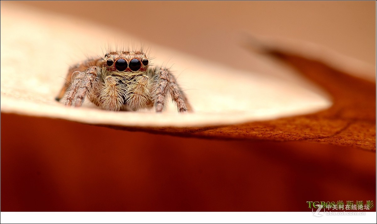 #版主坐堂#微距星空(中国)2015年10月优秀作品选编