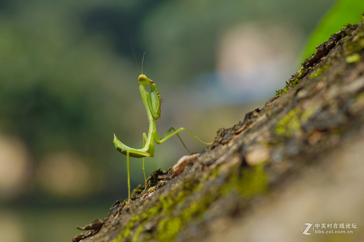 #版主坐堂#微距星空(中国)2015年10月优秀作品选编