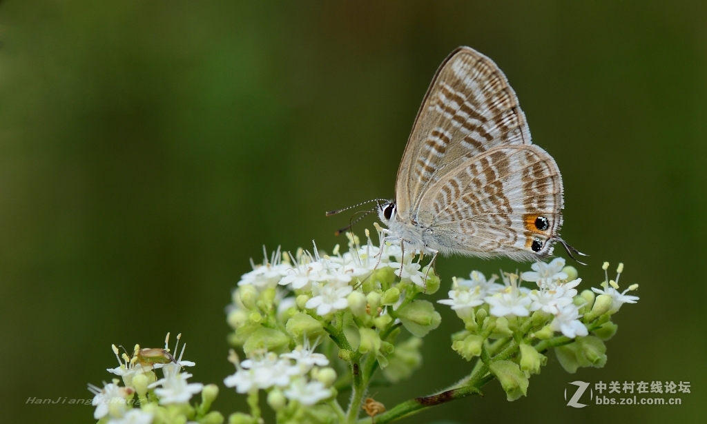 #版主坐堂#微距星空(中国)2015年10月优秀作品选编