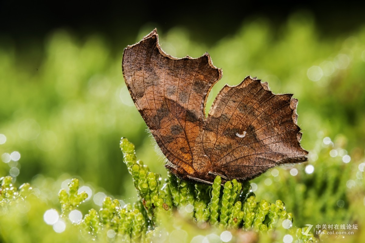 #版主坐堂#微距星空(中国)2015年10月优秀作品选编