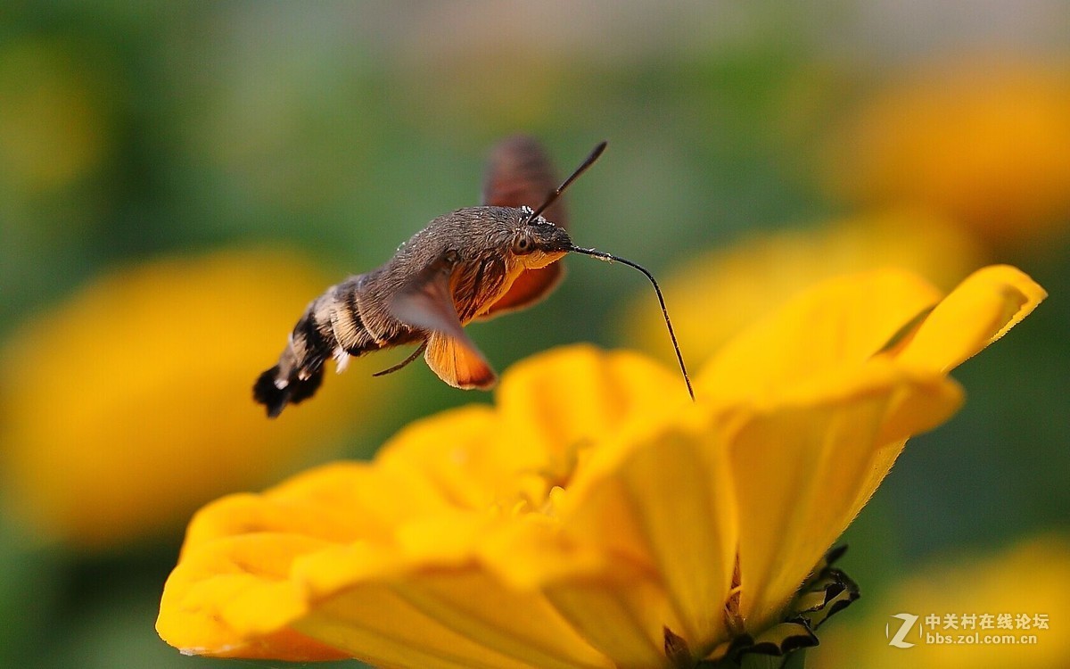 #版主坐堂#微距星空(中国)2015年10月优秀作品选编