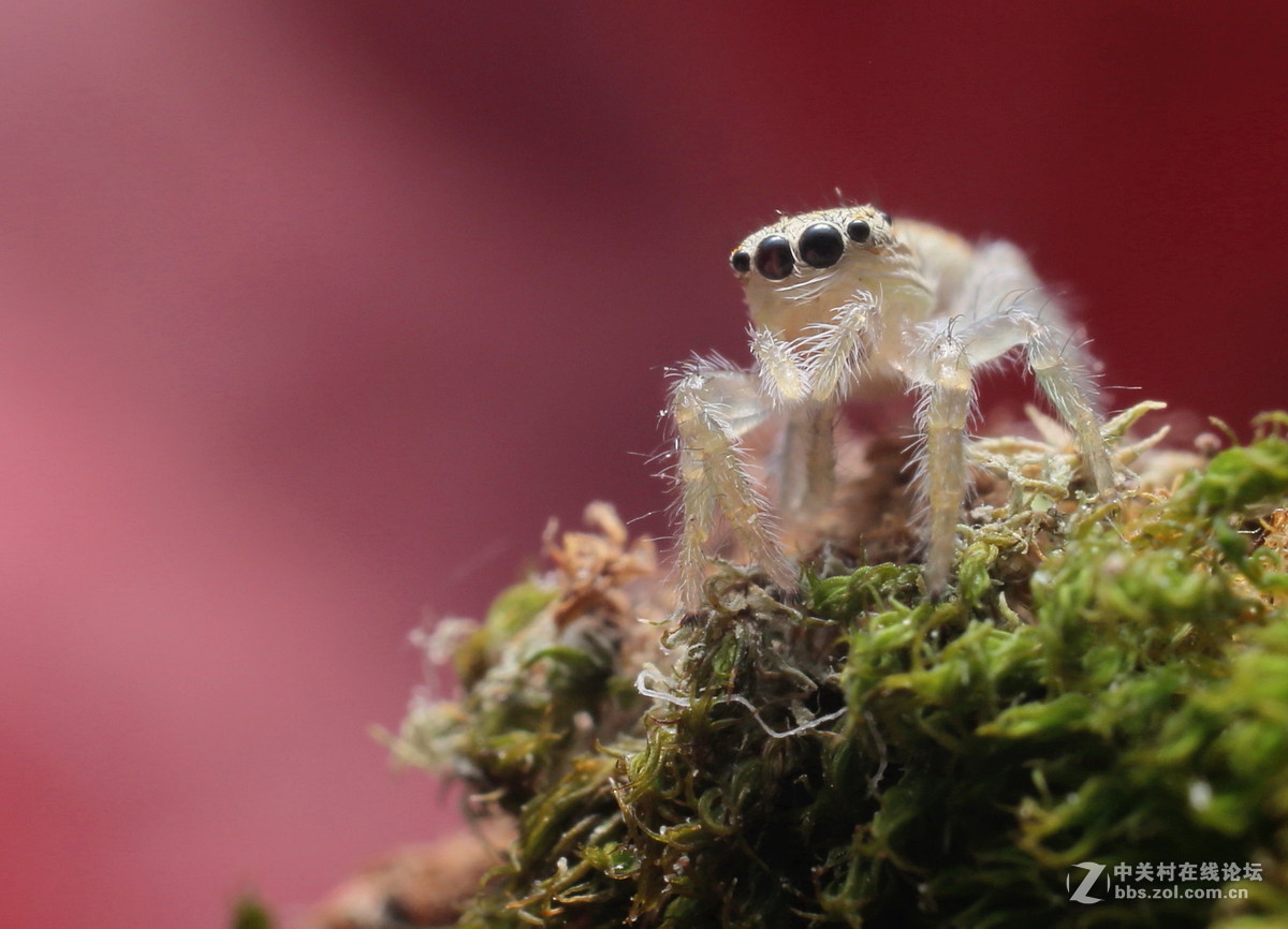 #版主坐堂#微距星空(中国)2015年10月优秀作品选编