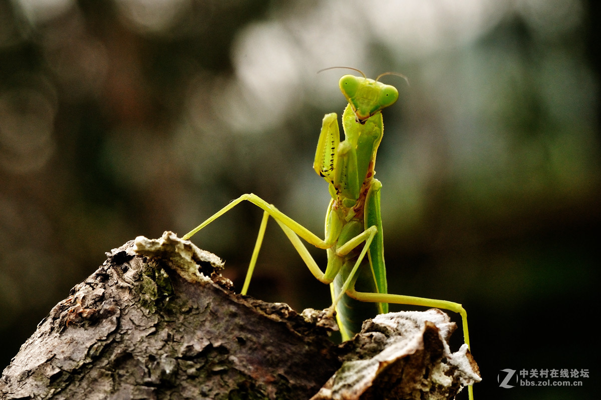 #版主坐堂#微距星空(中国)2015年10月优秀作品选编