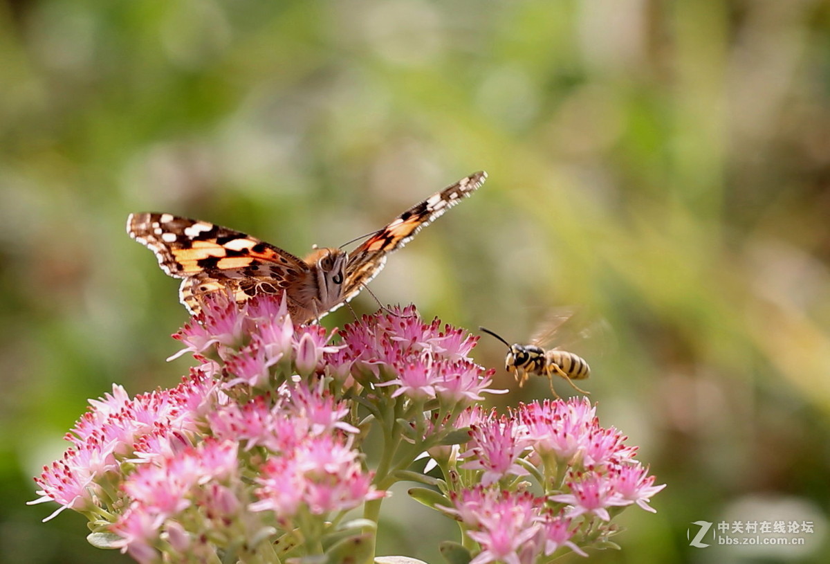 #版主坐堂#微距星空(中国)2015年10月优秀作品选编