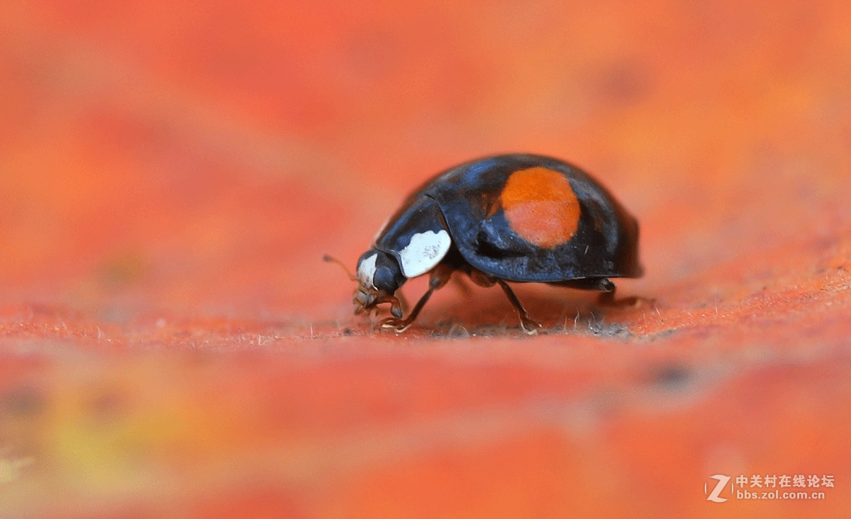 #版主坐堂#微距星空(中国)2015年10月优秀作品选编