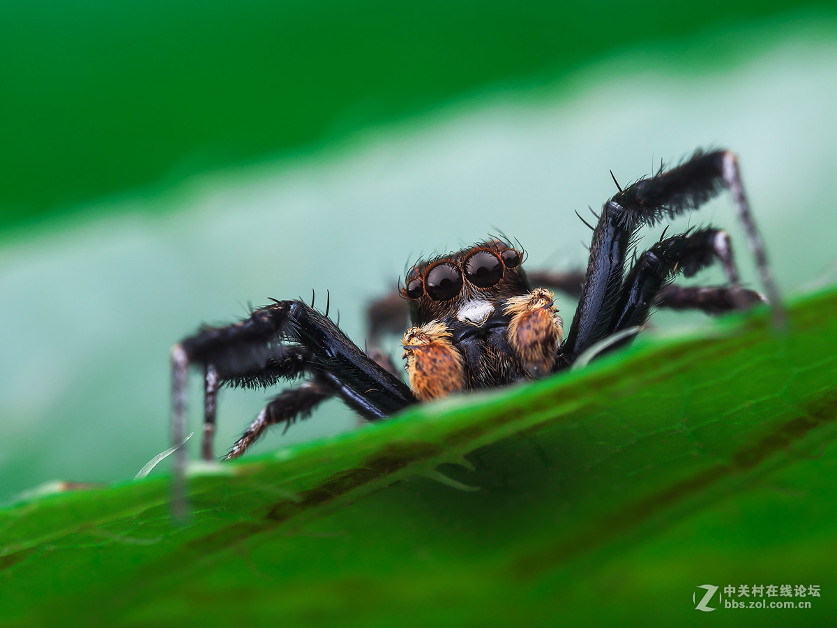 死神的镰刀缨孔蛛