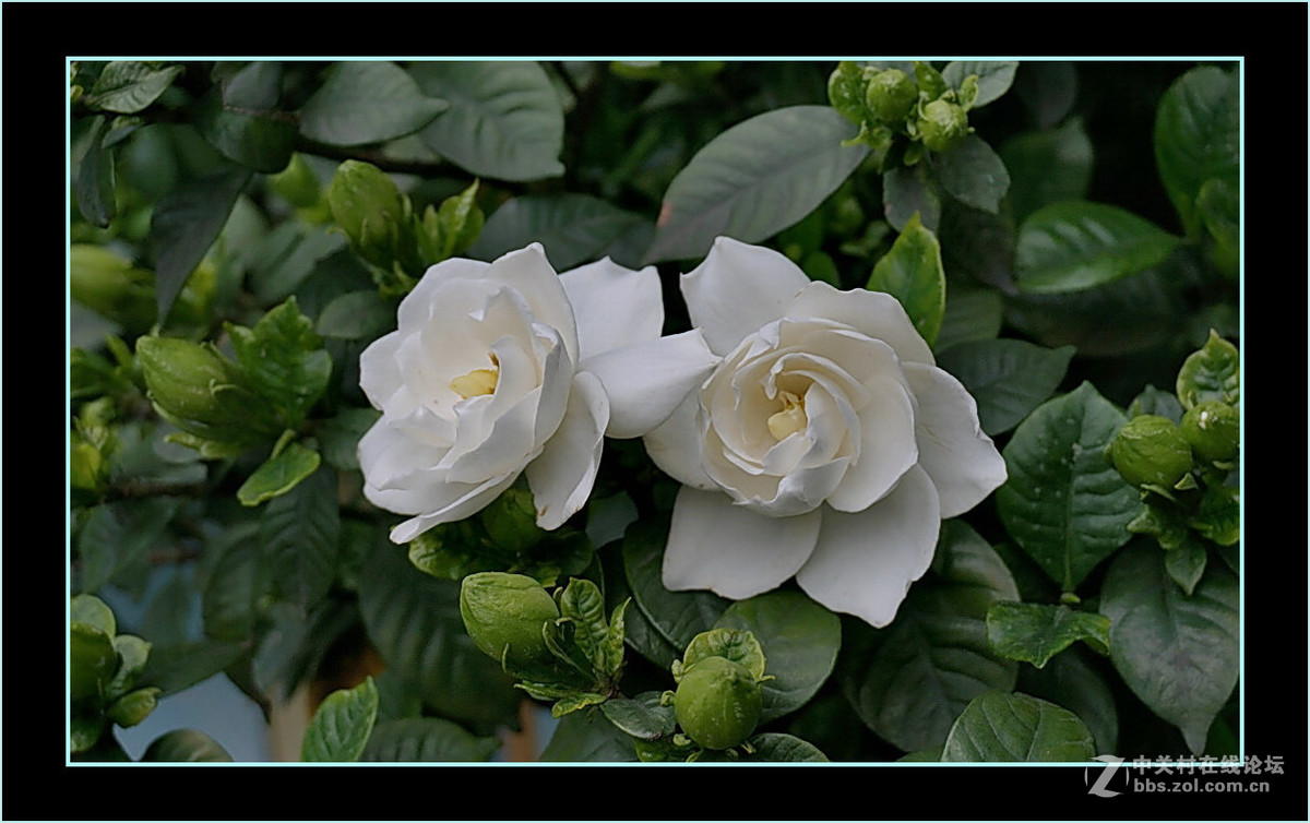 洁白飘香珠珠花二