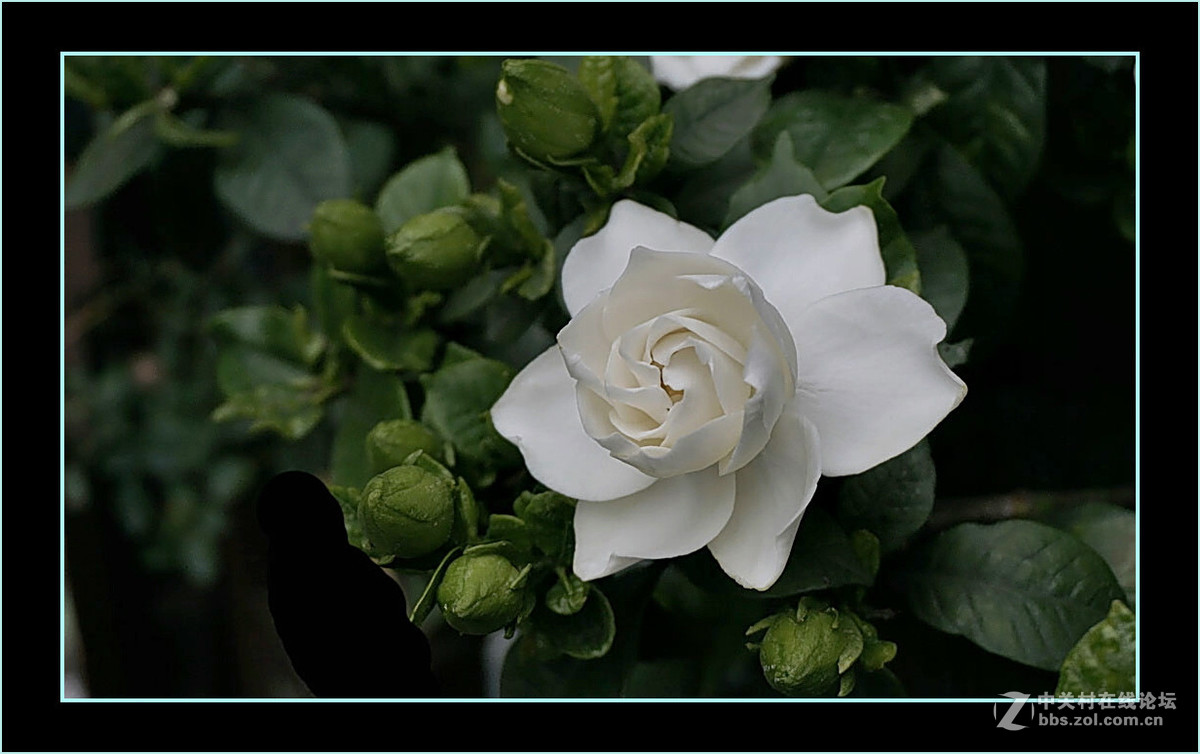 洁白飘香珠珠花二