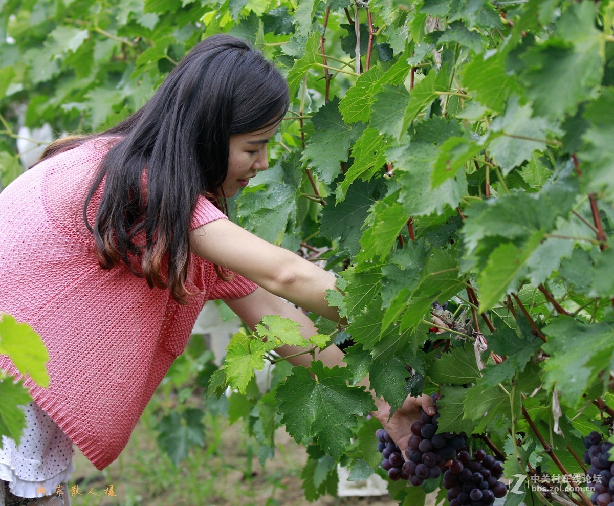 葡萄美女