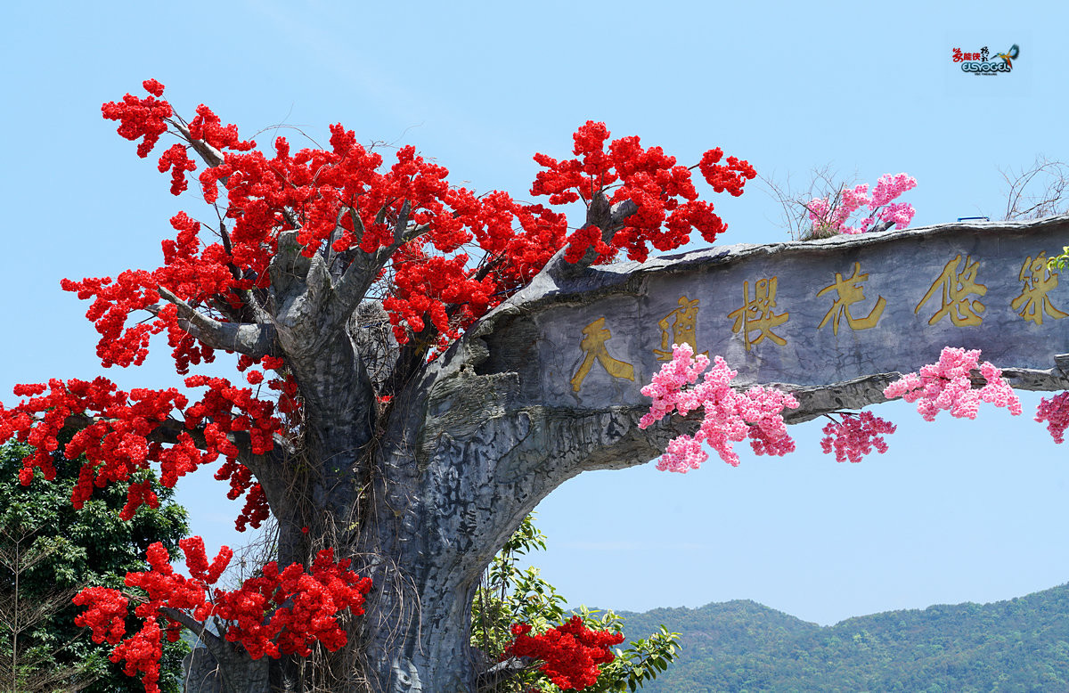 天适樱花悠乐园图片图片