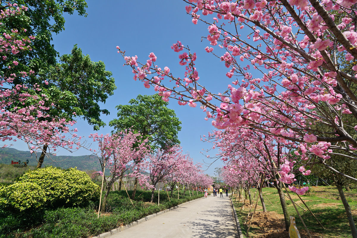 天适樱花悠乐园地图图片