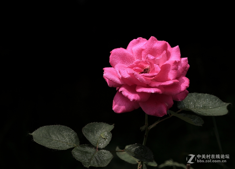 月季花--2017