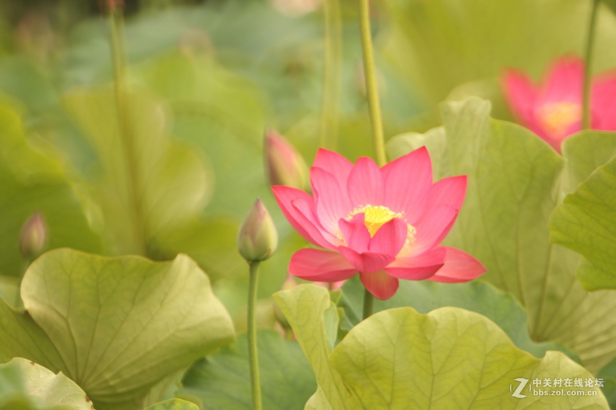 首次尝试折返拍花