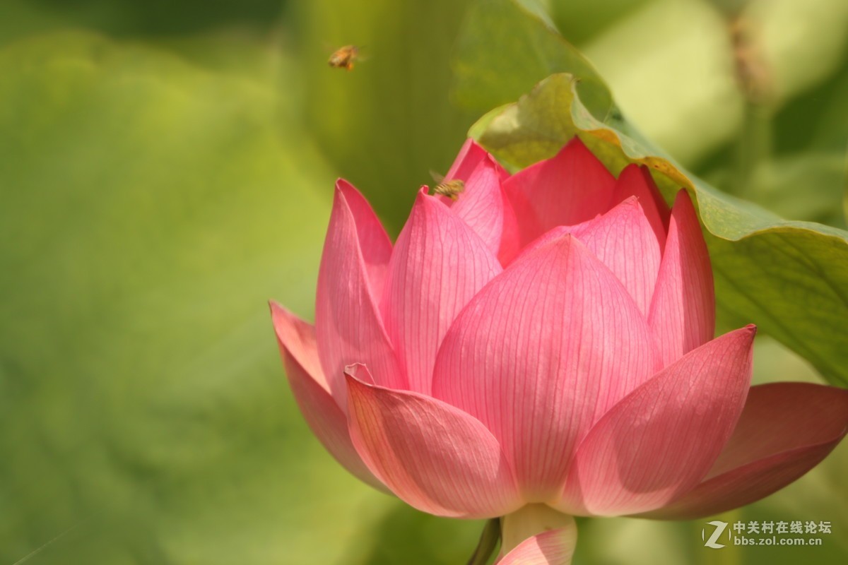 首次尝试折返拍花