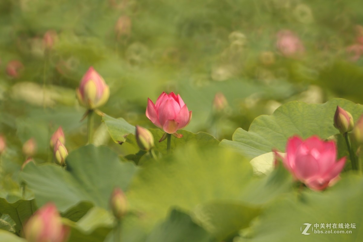 首次尝试折返拍花