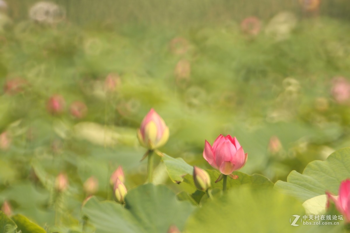 首次尝试折返拍花