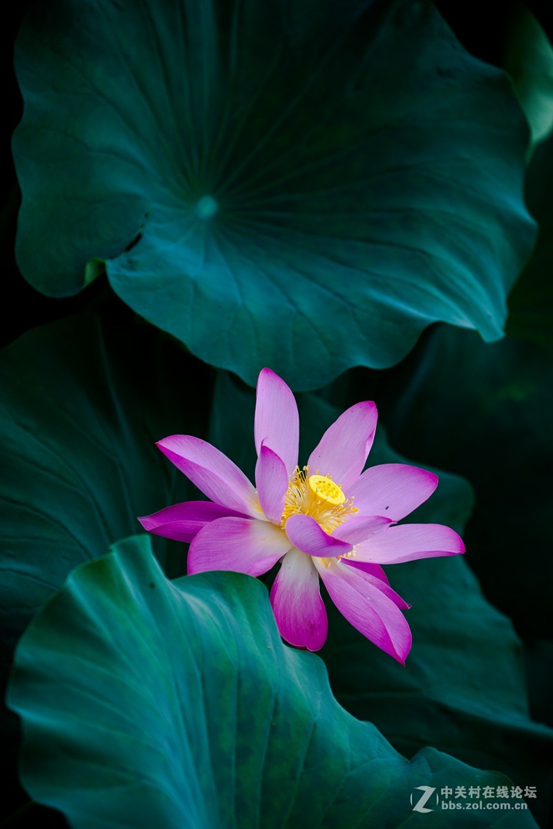 江南可采莲，莲叶何田田