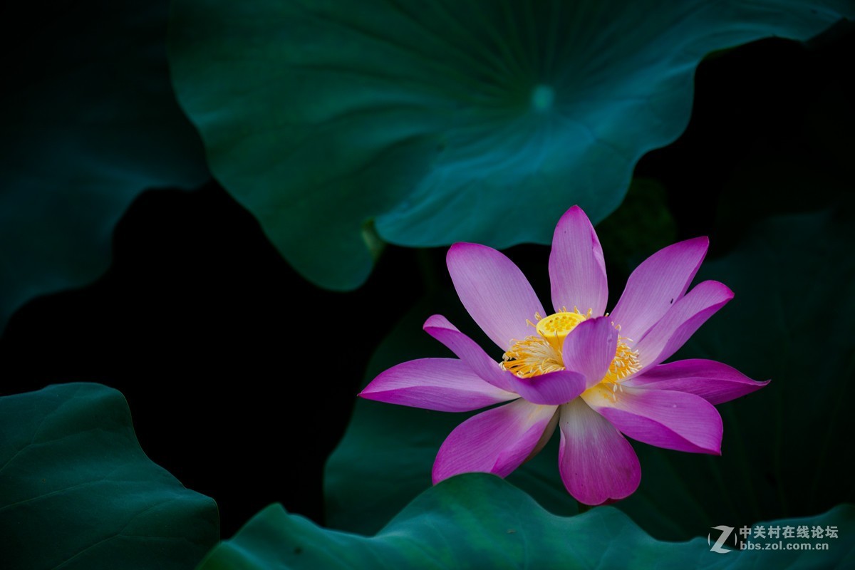 江南可采莲，莲叶何田田