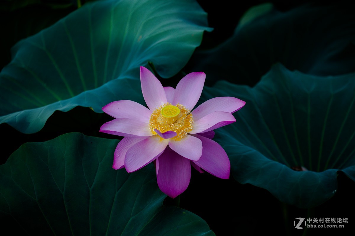 江南可采莲，莲叶何田田