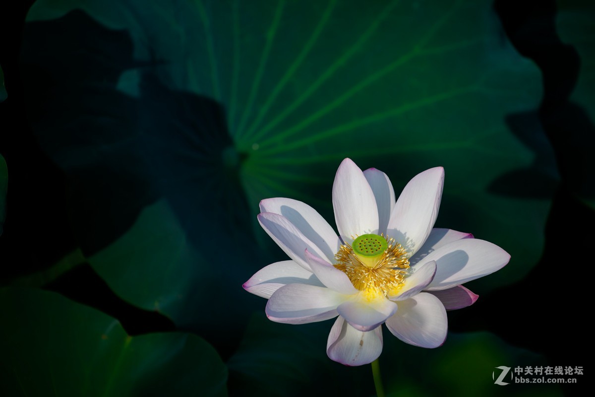 江南可采莲，莲叶何田田