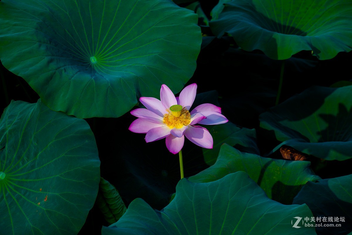 江南可采莲，莲叶何田田