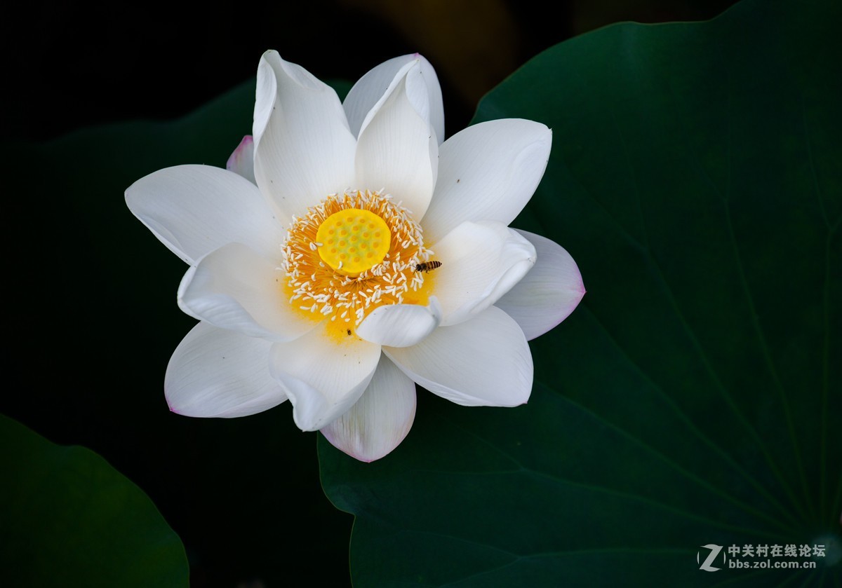 江南可采莲，莲叶何田田